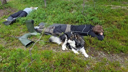 Nokoset