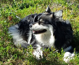 Ari