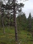 Pattipuu