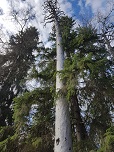 Komea puu
