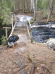 Seitsemisjoki